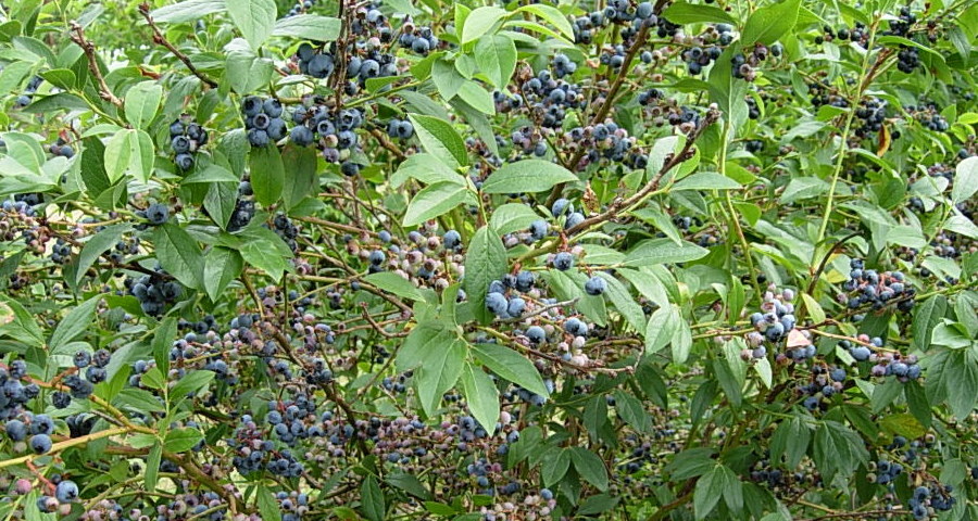 ���Д_���@�u���[�x���[