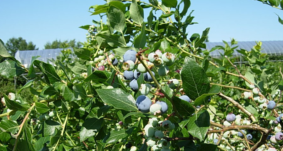 ���Д_���@�u���[�x���[