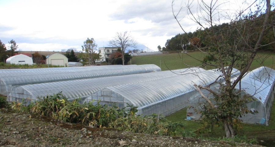 ��R�̃C�`�S�n�E�X