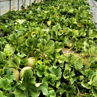 �k�C�����a���������_��